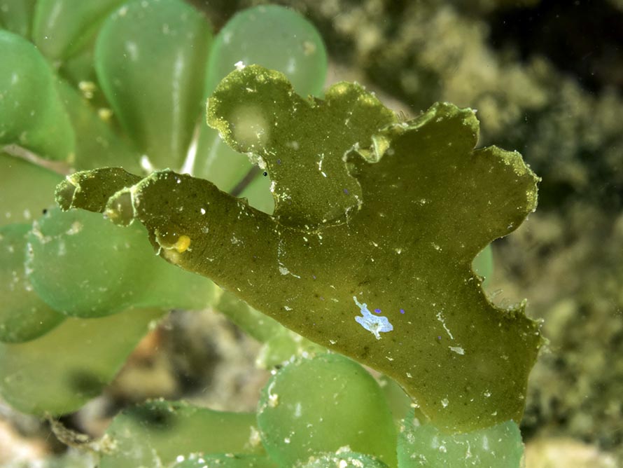 Crosslandia viridis